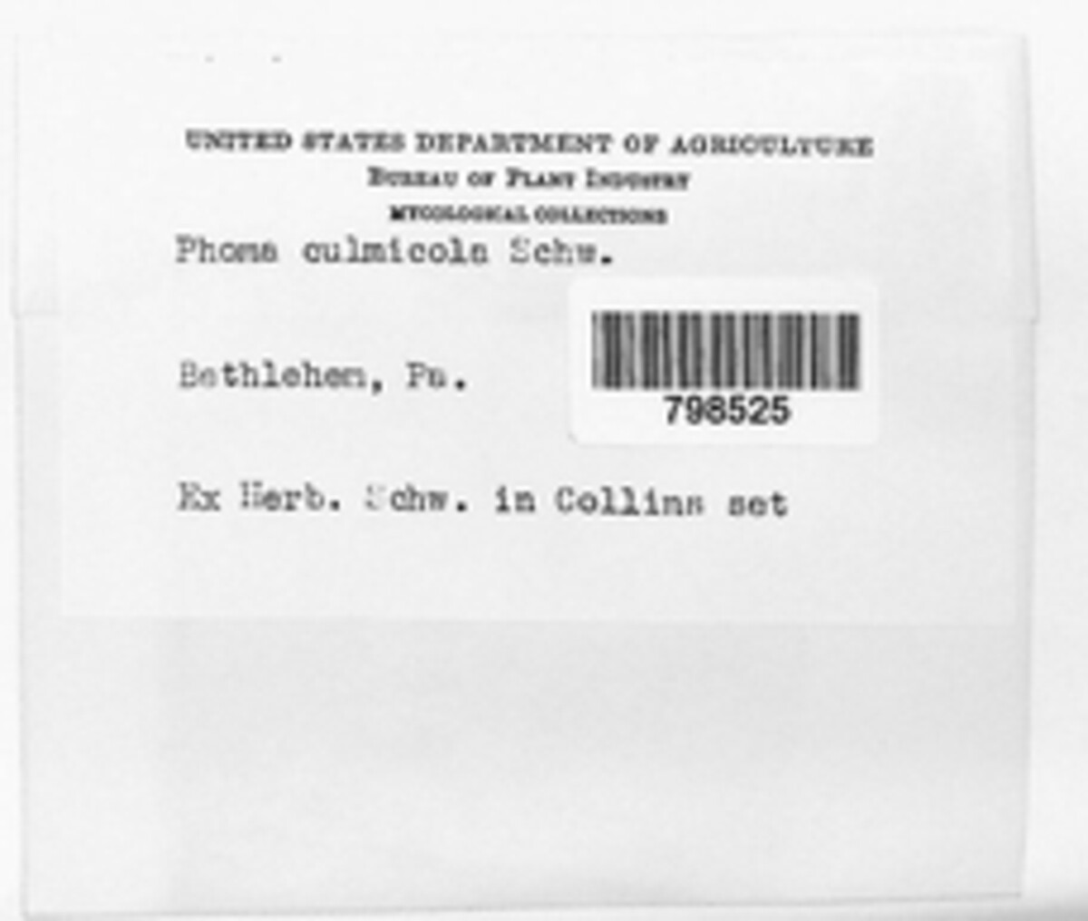 Phoma culmicola image